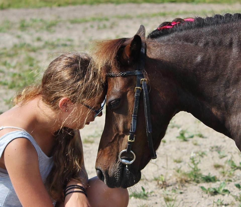 Shetlænder Sofus billede 22