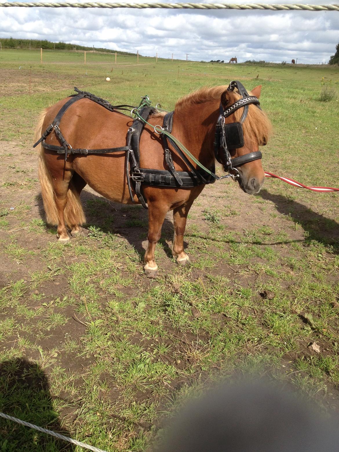 Shetlænder Klæstrups Amanda billede 25