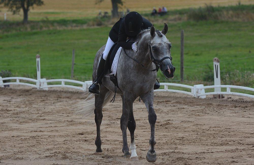 Arabisk fuldblod (OX) EVG Petros  - Egholm August billede 5