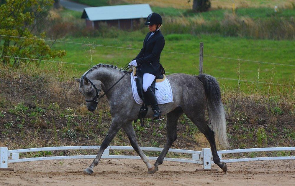 Arabisk fuldblod (OX) EVG Petros  - Egholm - August billede 22