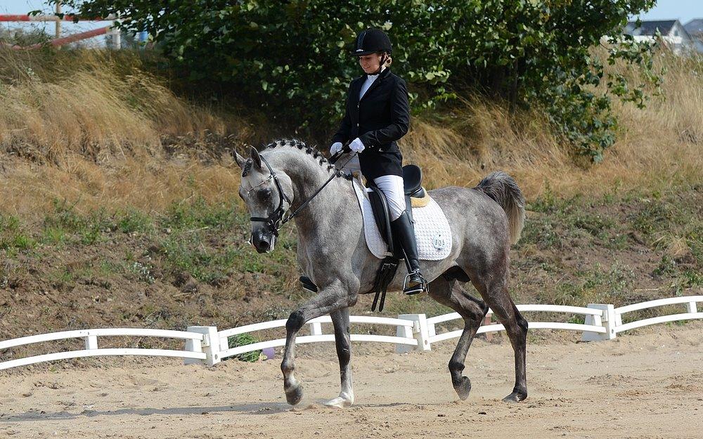 Arabisk fuldblod (OX) EVG Petros  - Egholm - August billede 40