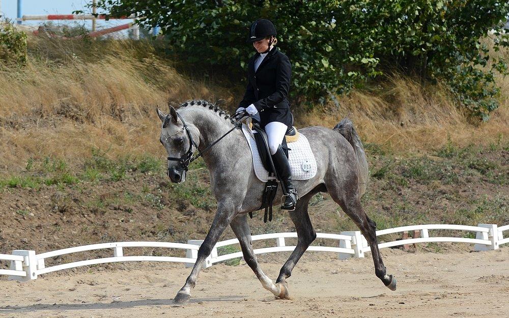 Arabisk fuldblod (OX) EVG Petros  - Egholm - August billede 44