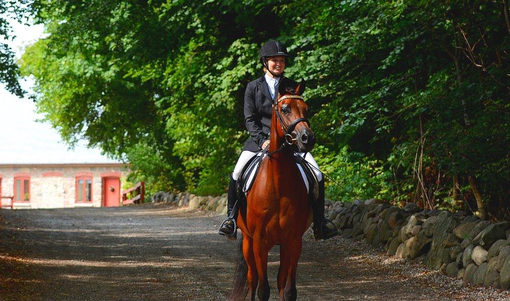 Arabisk fuldblod (OX) Psynselino (SOLGT) - Egholm National rideshow 2014. billede 32