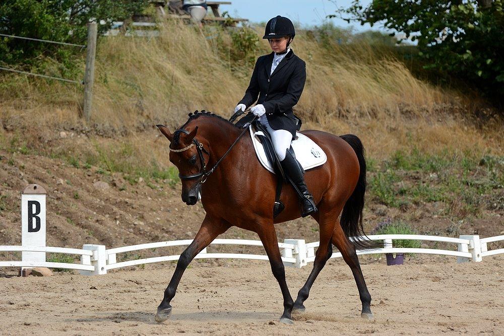 Arabisk fuldblod (OX) Psynselino (SOLGT) - Egholm National rideshow 2014. billede 38