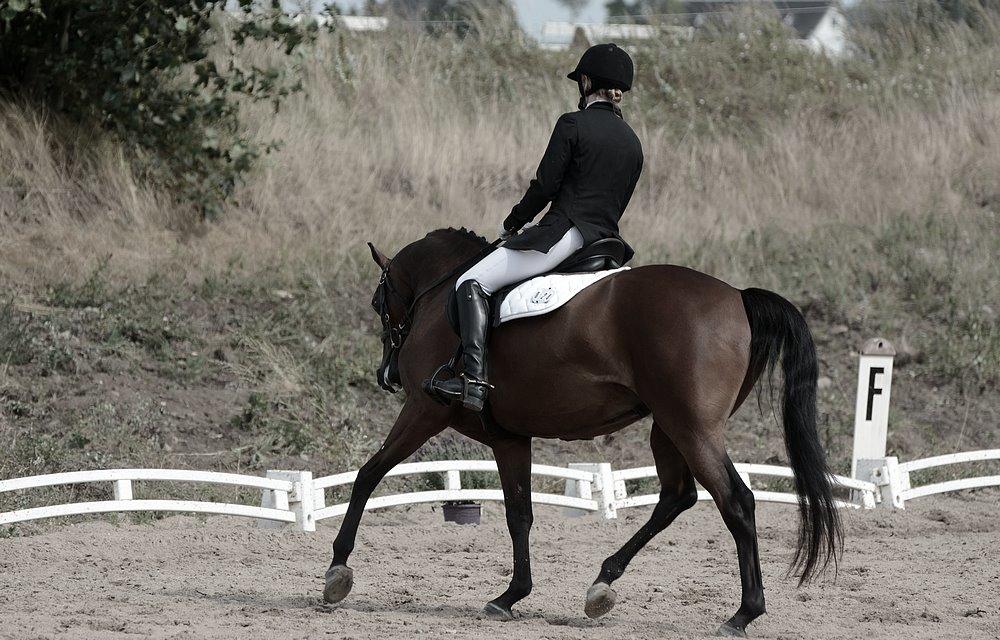 Arabisk fuldblod (OX) Psynselino (SOLGT) - Egholm National rideshow 2014. billede 41