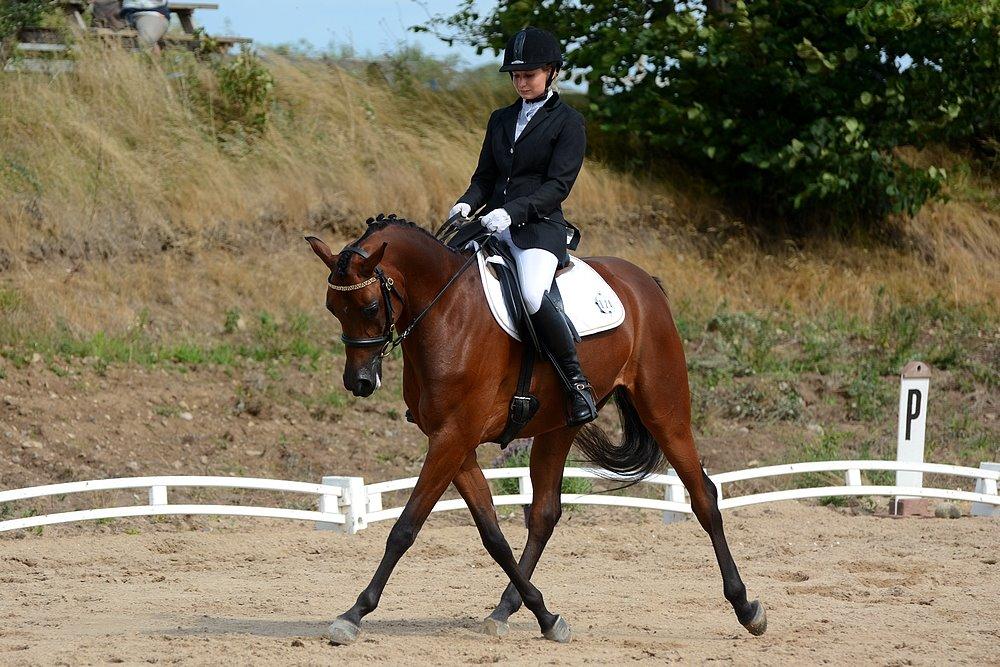 Arabisk fuldblod (OX) Psynselino (SOLGT) - Egholm National rideshow 2014. billede 34