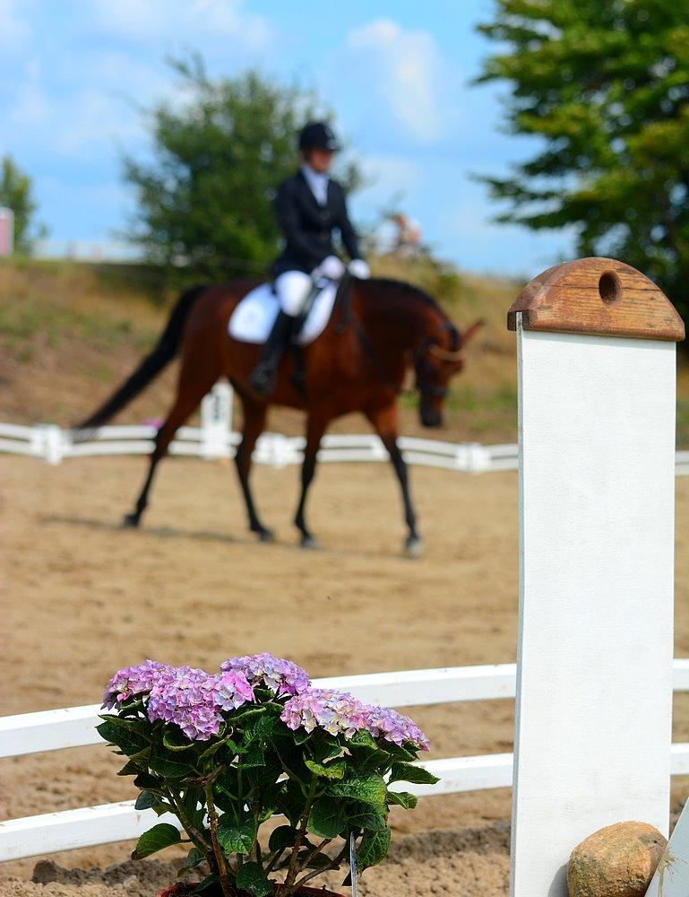 Arabisk fuldblod (OX) Psynselino (SOLGT) - Egholm National rideshow 2014. billede 45