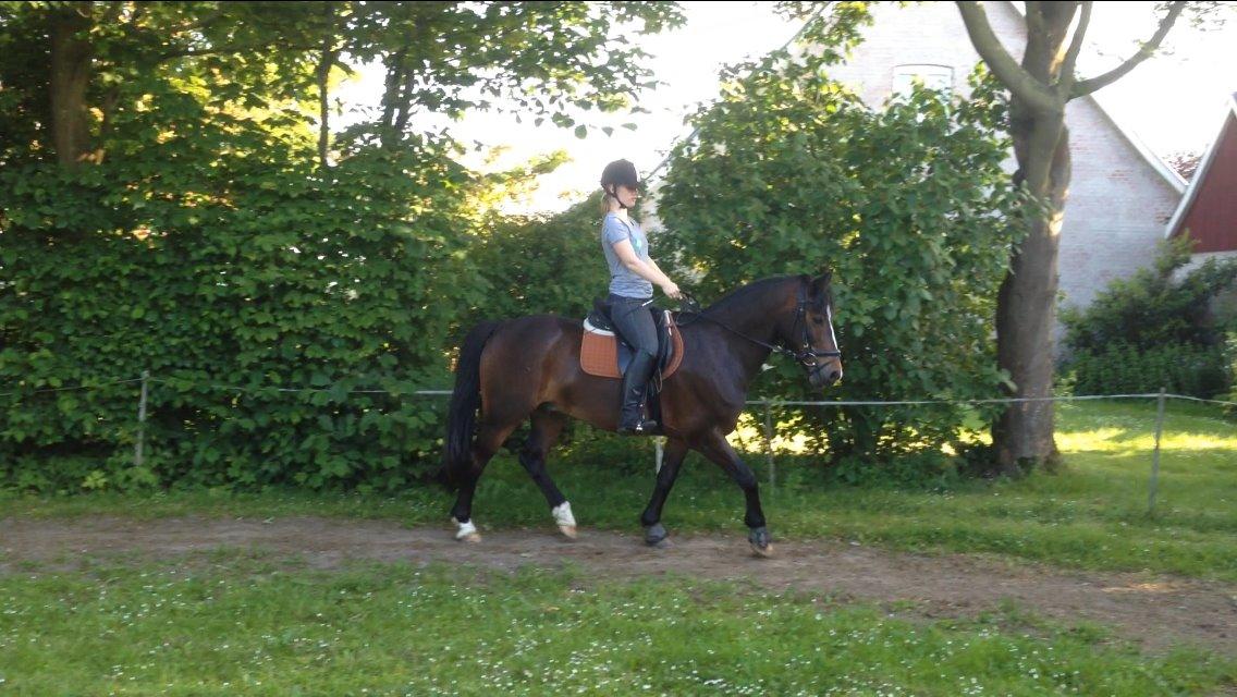 Anden særlig race Pluto - ?/7-14 En af vores sidste rideture <3 billede 20