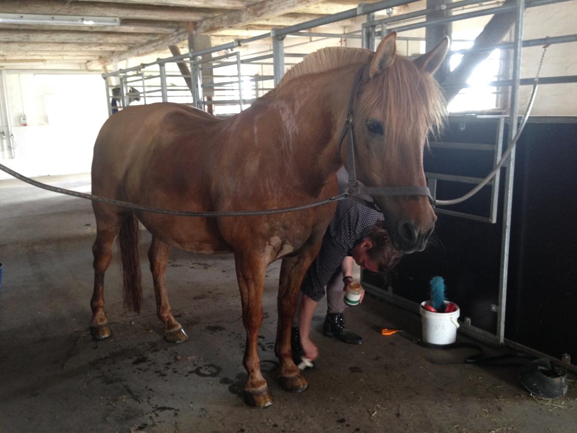 Anden særlig race Zarina billede 4