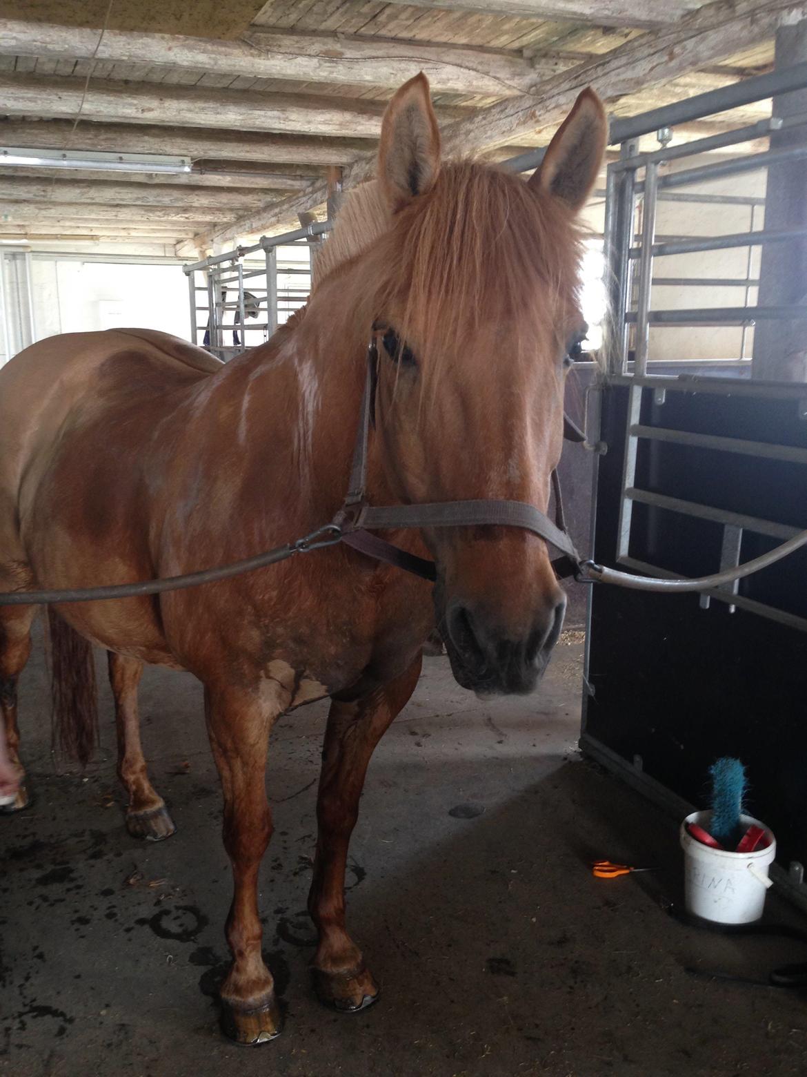 Anden særlig race Zarina billede 5