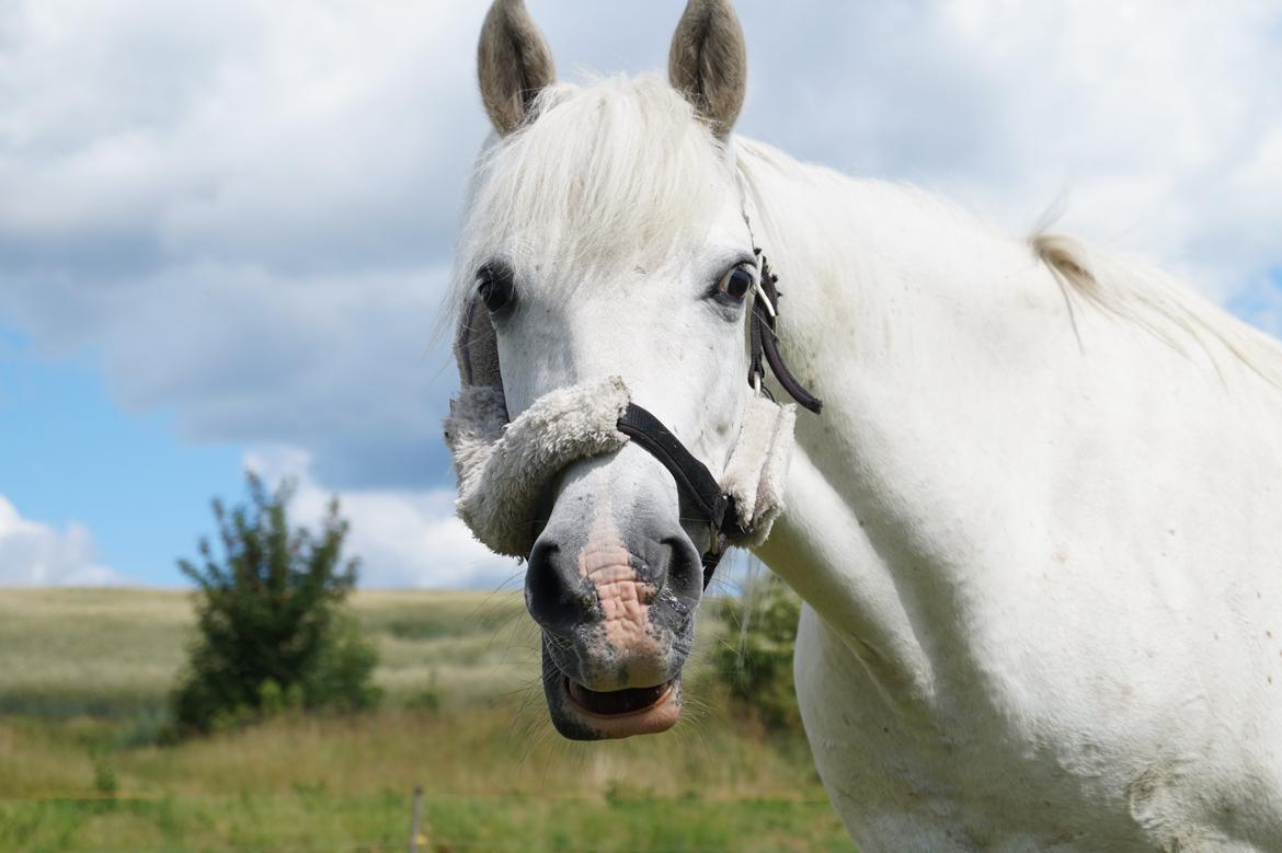 Anden særlig race Turgon - Sååå nuttet!<3 billede 20