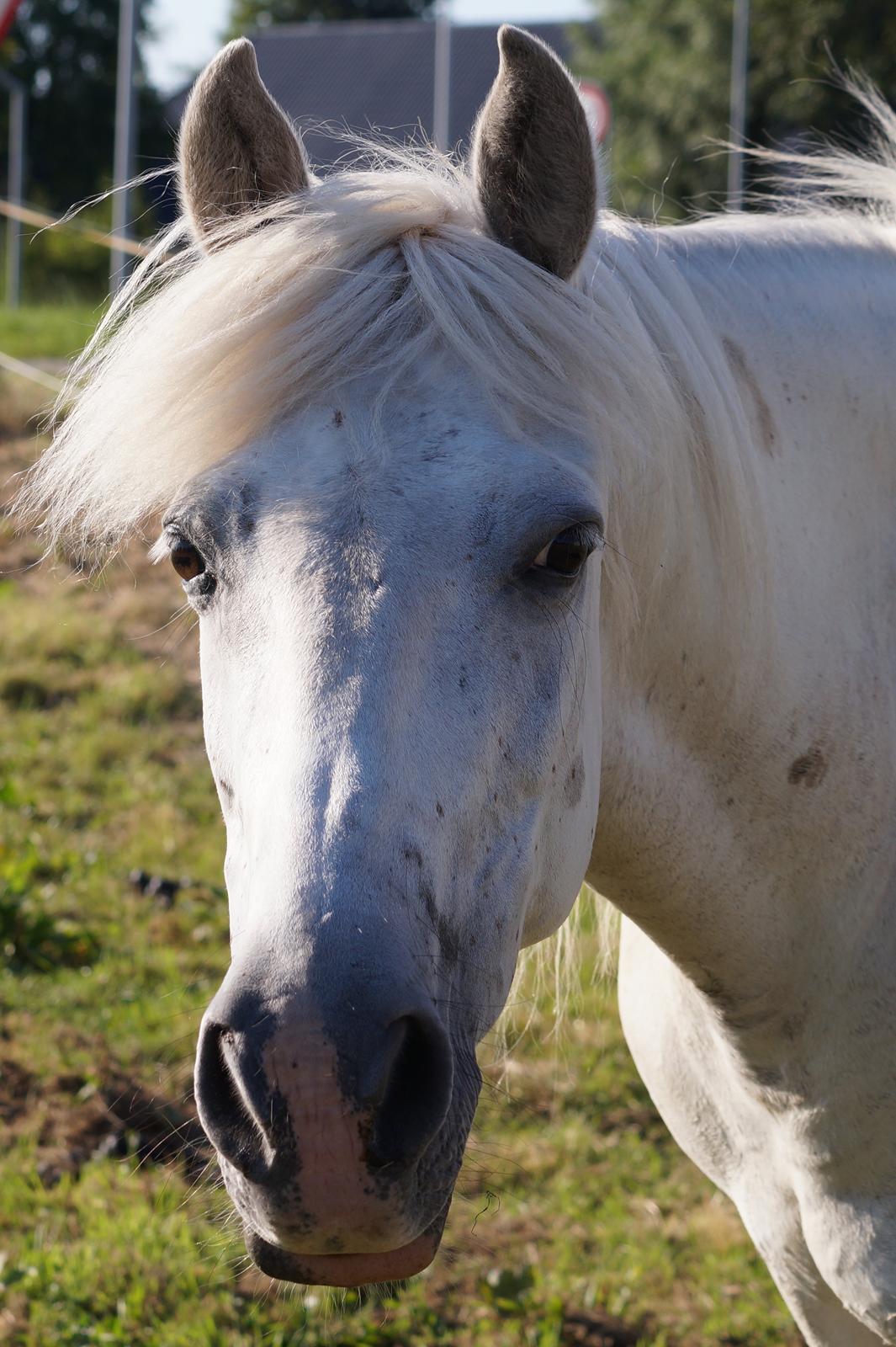 Anden særlig race Turgon billede 38