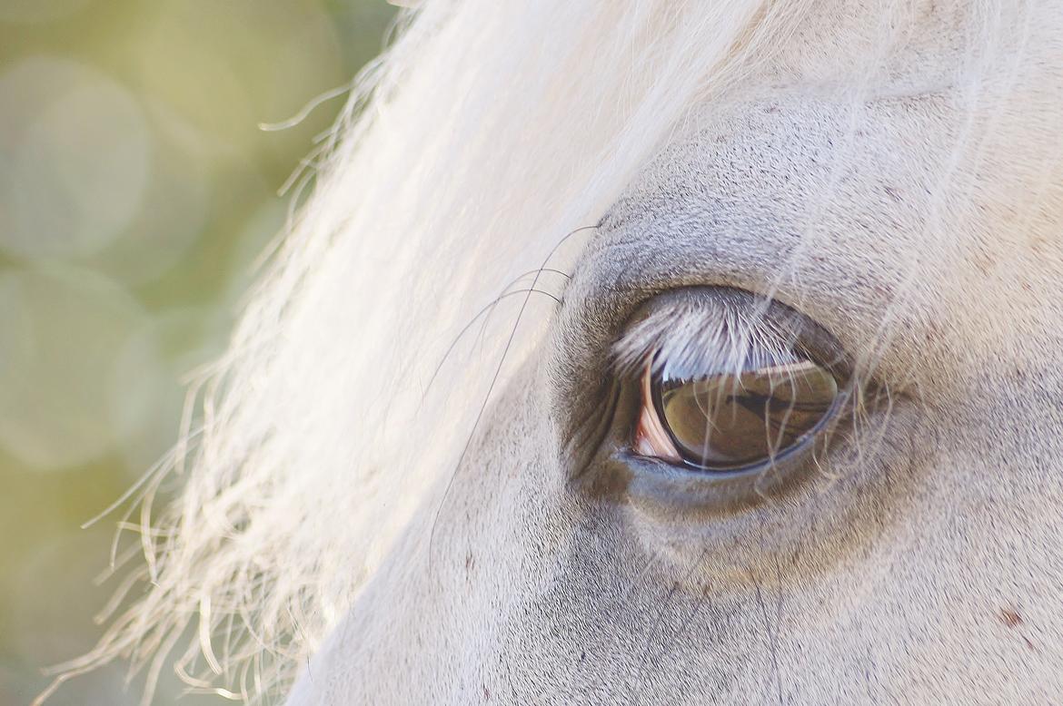 Anden særlig race Turgon - Verdens smukkeste øje!<3 billede 40