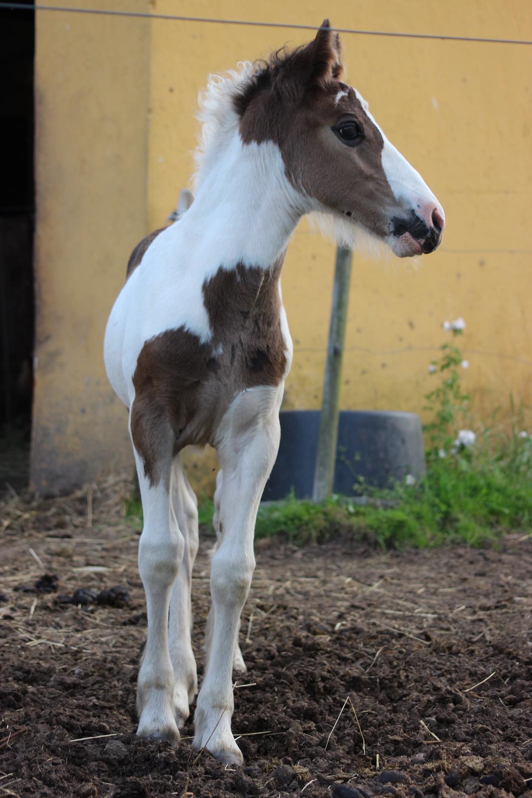 Irish Cob Nautrup's Luna Rosba billede 1