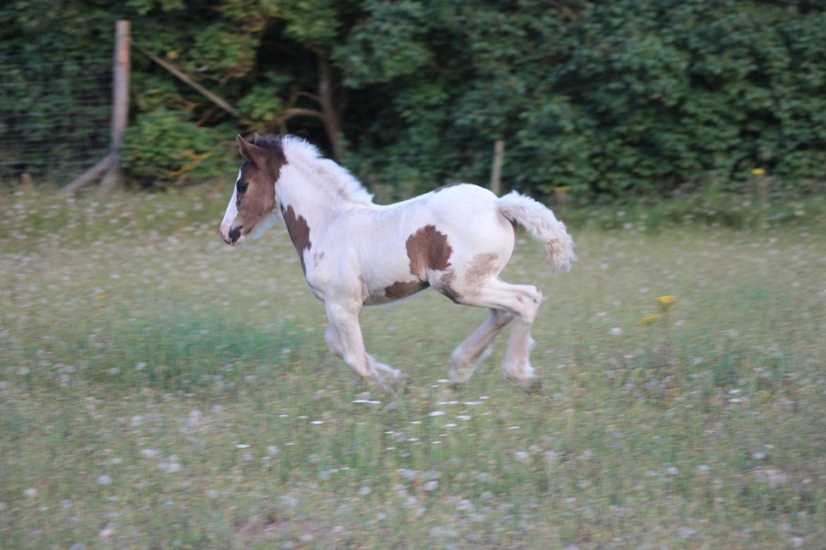 Irish Cob Nautrup's Luna Rosba billede 4