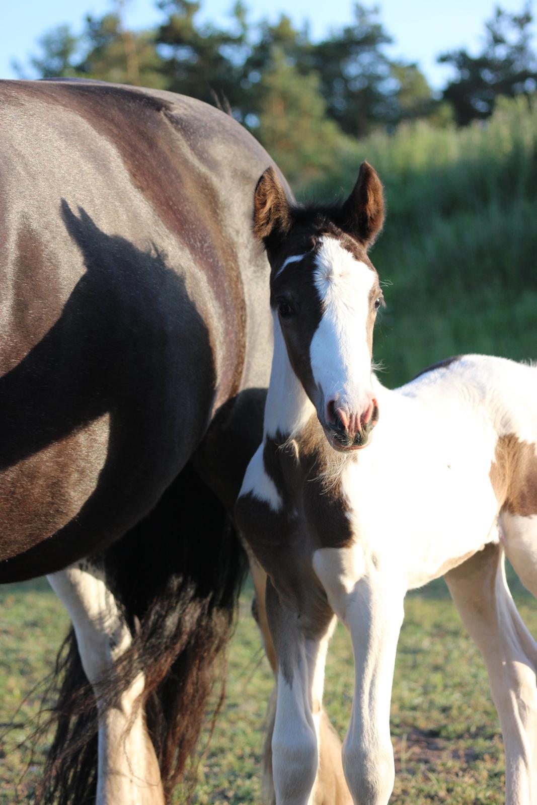 Irish Cob Nautrup's Luna Rosba billede 8