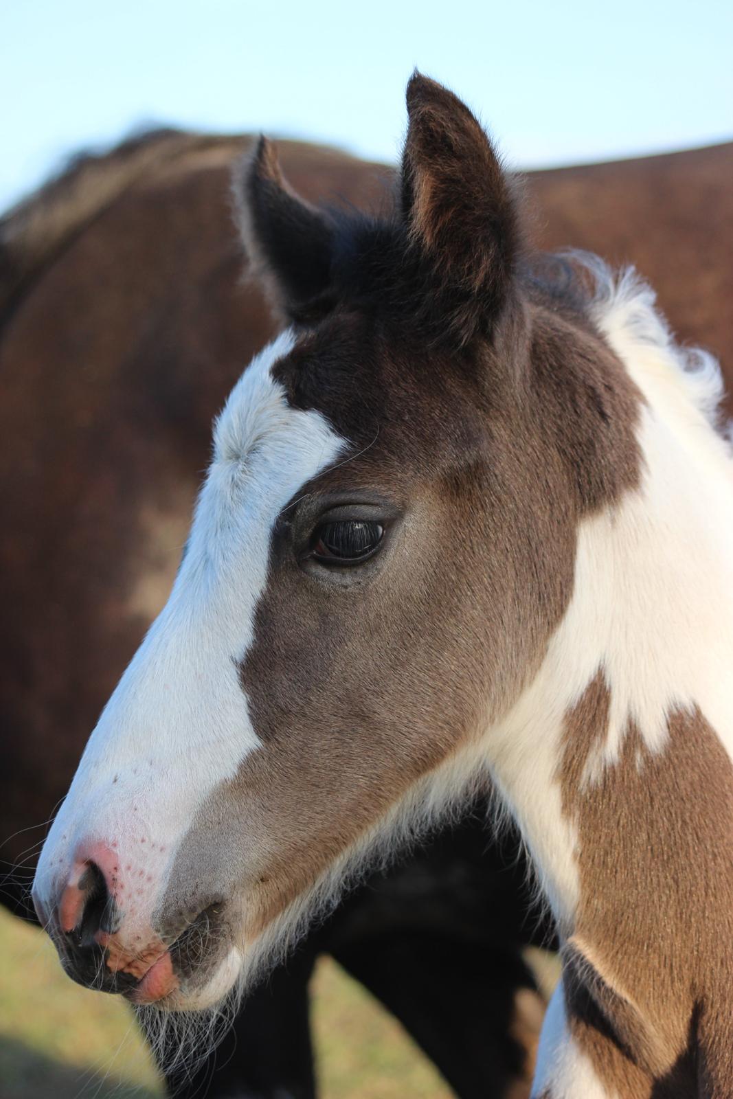 Irish Cob Nautrup's Luna Rosba billede 10