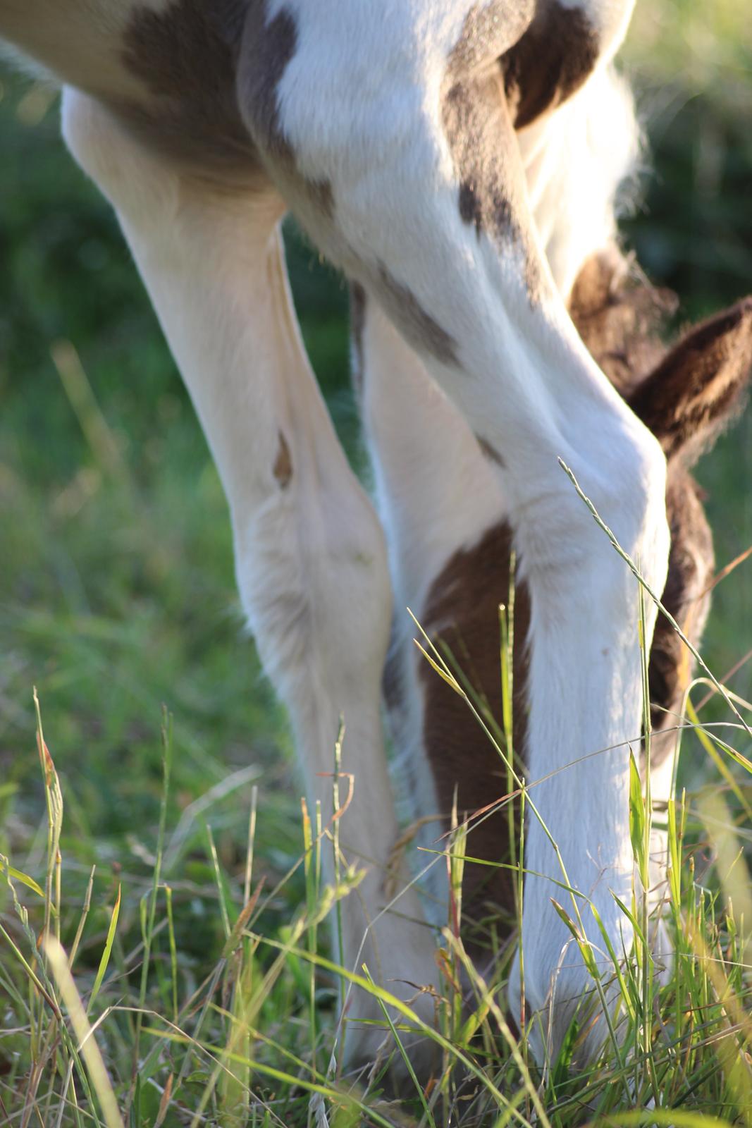 Irish Cob Nautrup's Luna Rosba billede 13