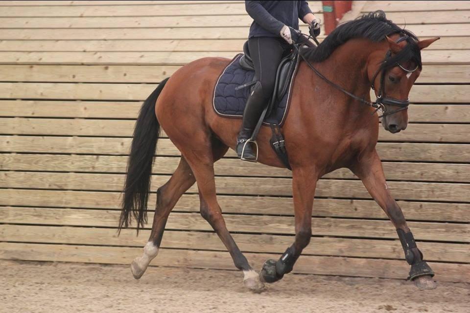 Trakehner Koket Sct. Olav billede 3