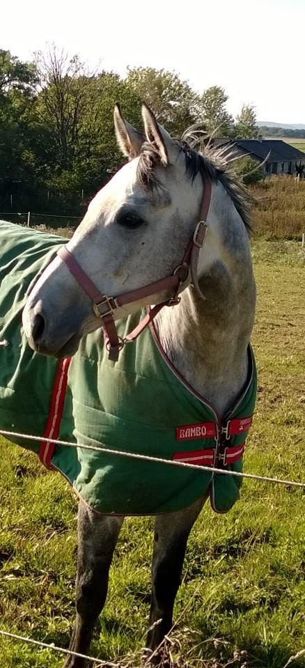 Fuldblod (XX) Mad Men billede 12