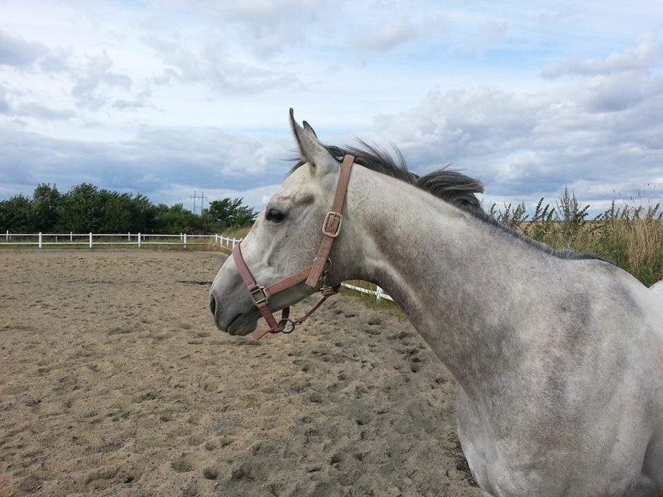 Fuldblod (XX) Mad Men billede 2