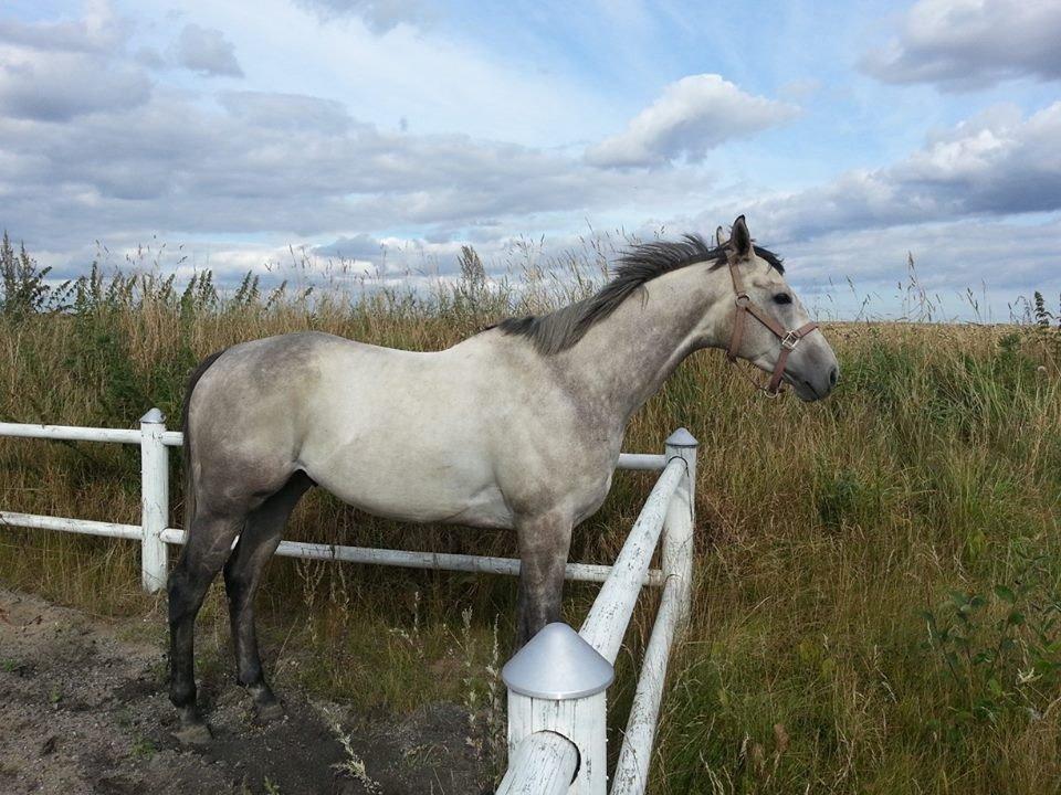 Fuldblod (XX) Mad Men billede 3