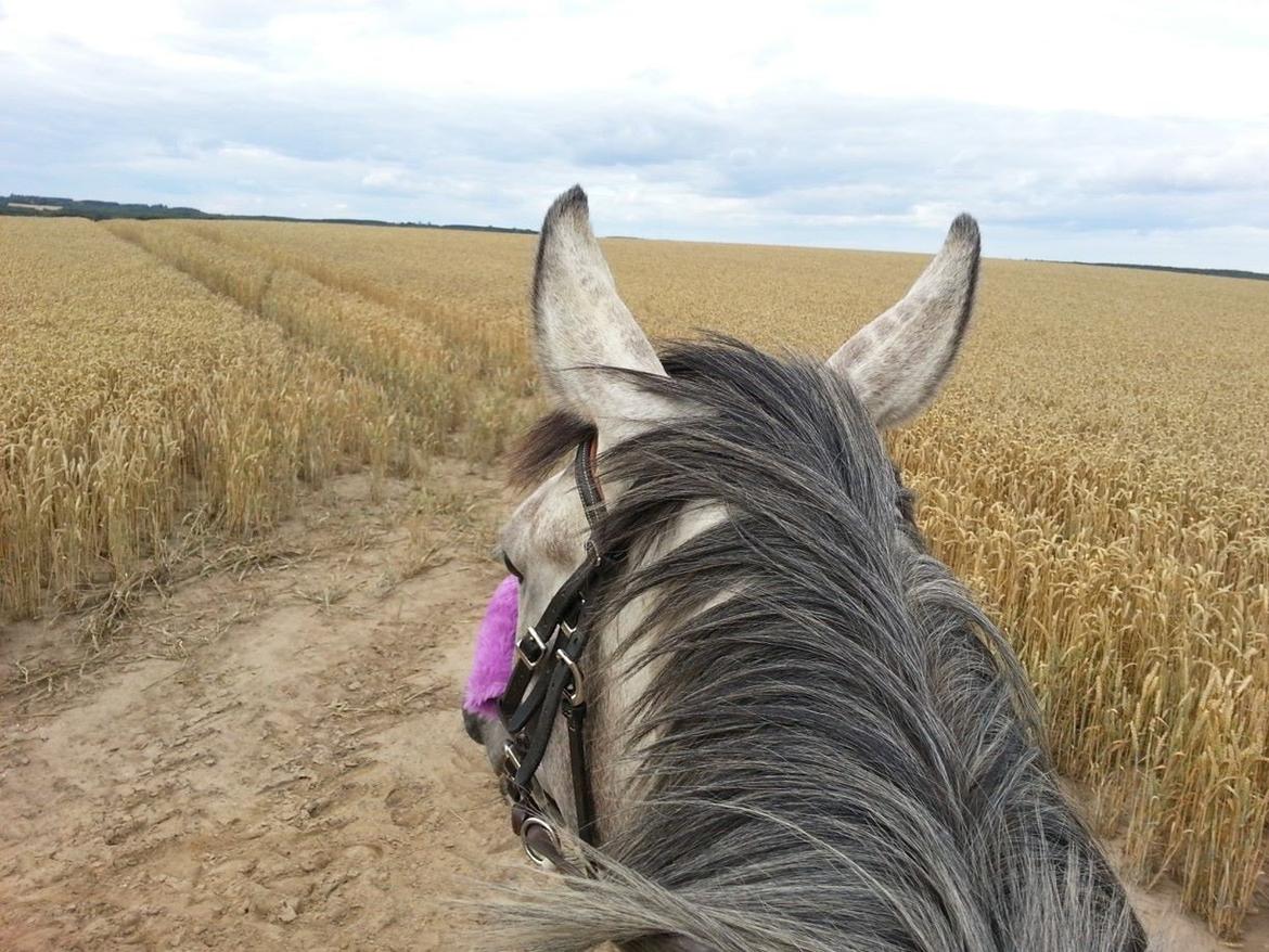 Fuldblod (XX) Mad Men billede 4