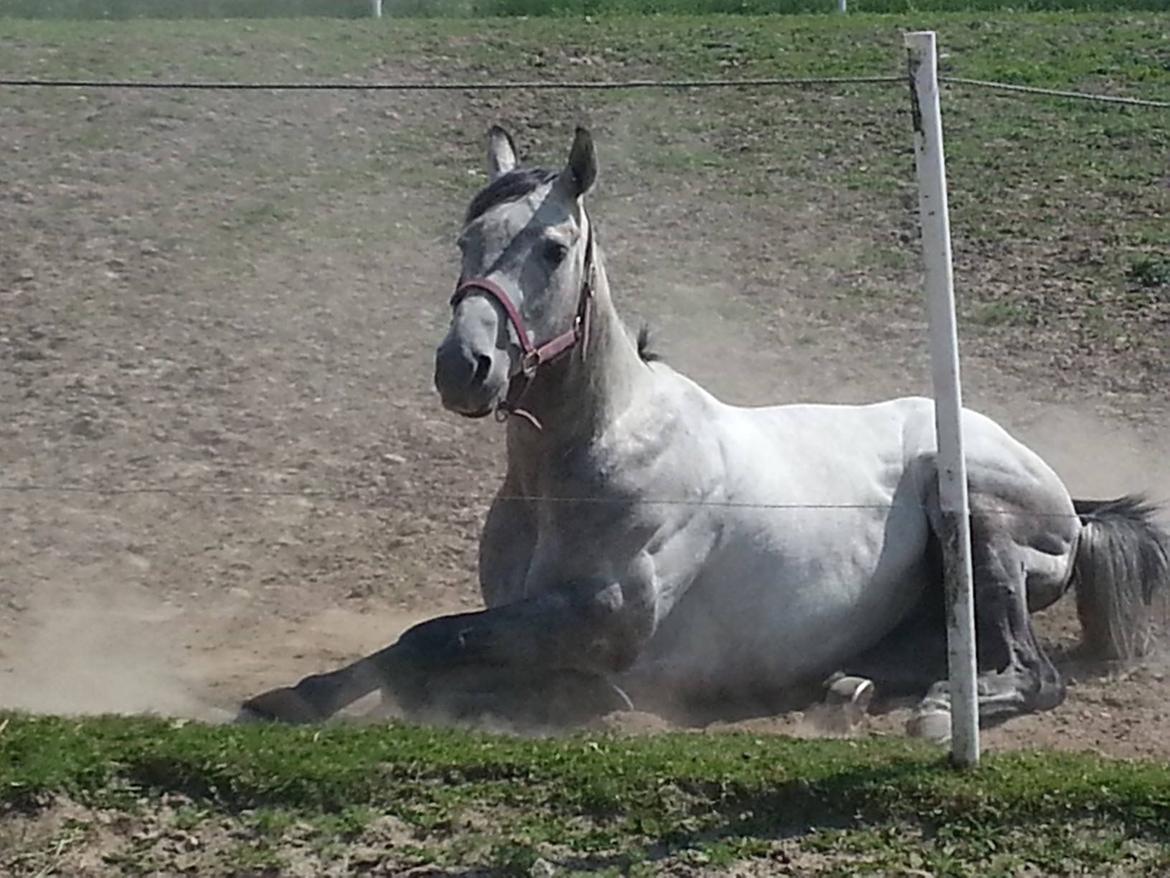 Fuldblod (XX) Mad Men billede 7