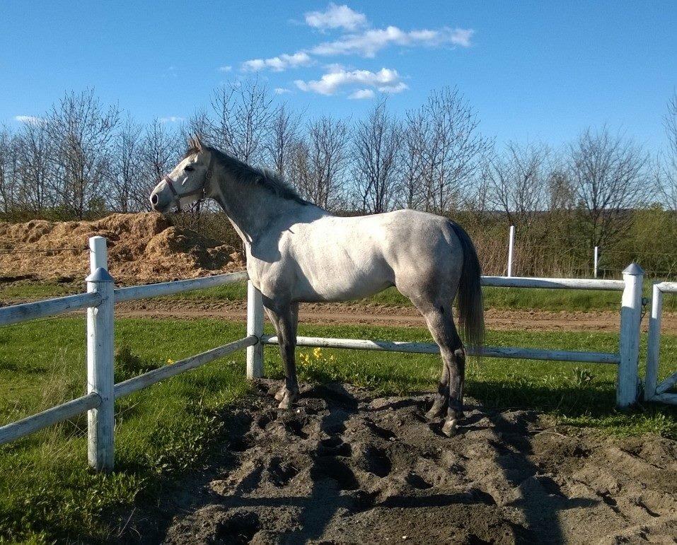 Fuldblod (XX) Mad Men billede 10