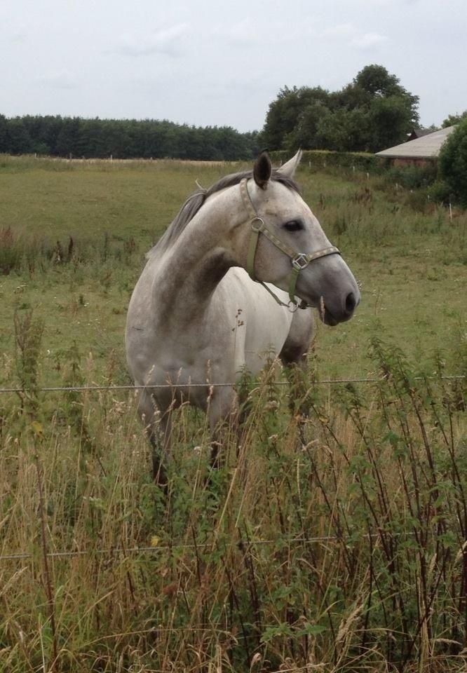 Fuldblod (XX) Mad Men billede 16