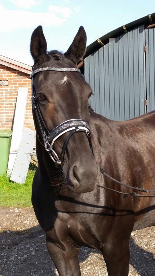 Traver Nemo Sønderholm billede 1