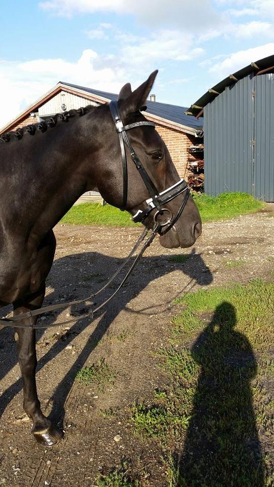 Traver Nemo Sønderholm billede 7