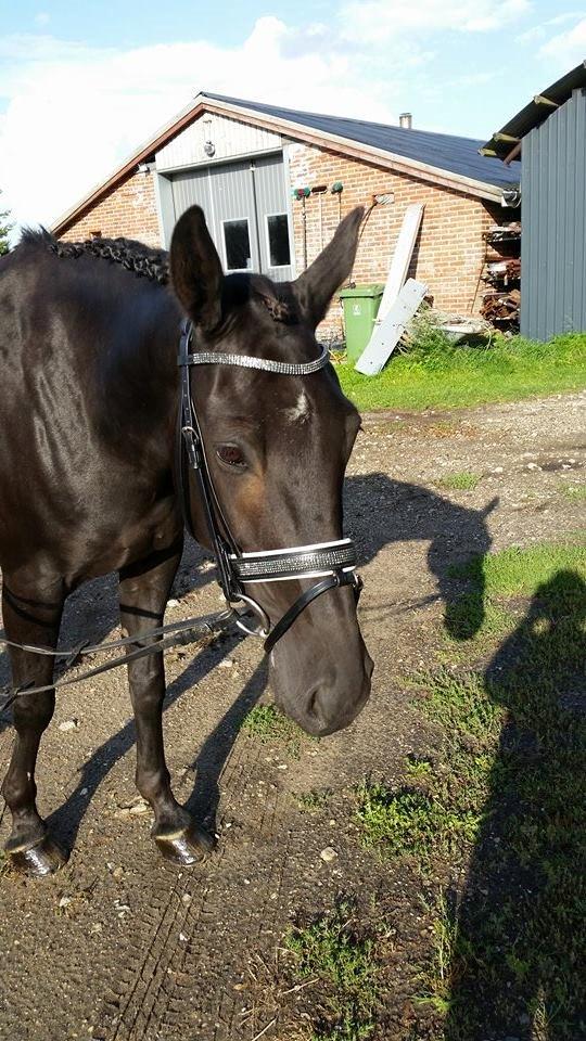 Traver Nemo Sønderholm billede 8