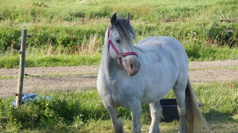 Irish Cob Rosaria billede 1