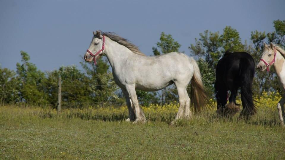 Irish Cob Rosaria billede 2