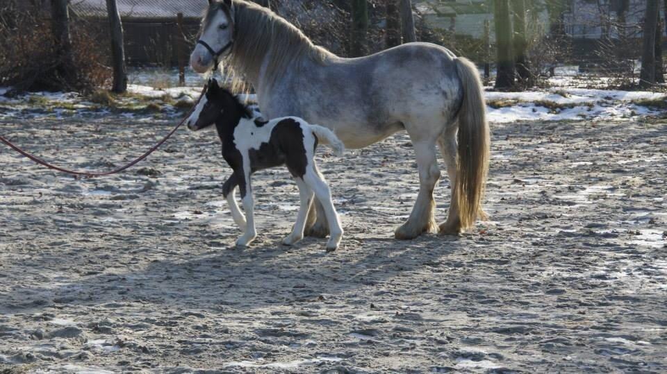 Irish Cob Rosaria billede 4