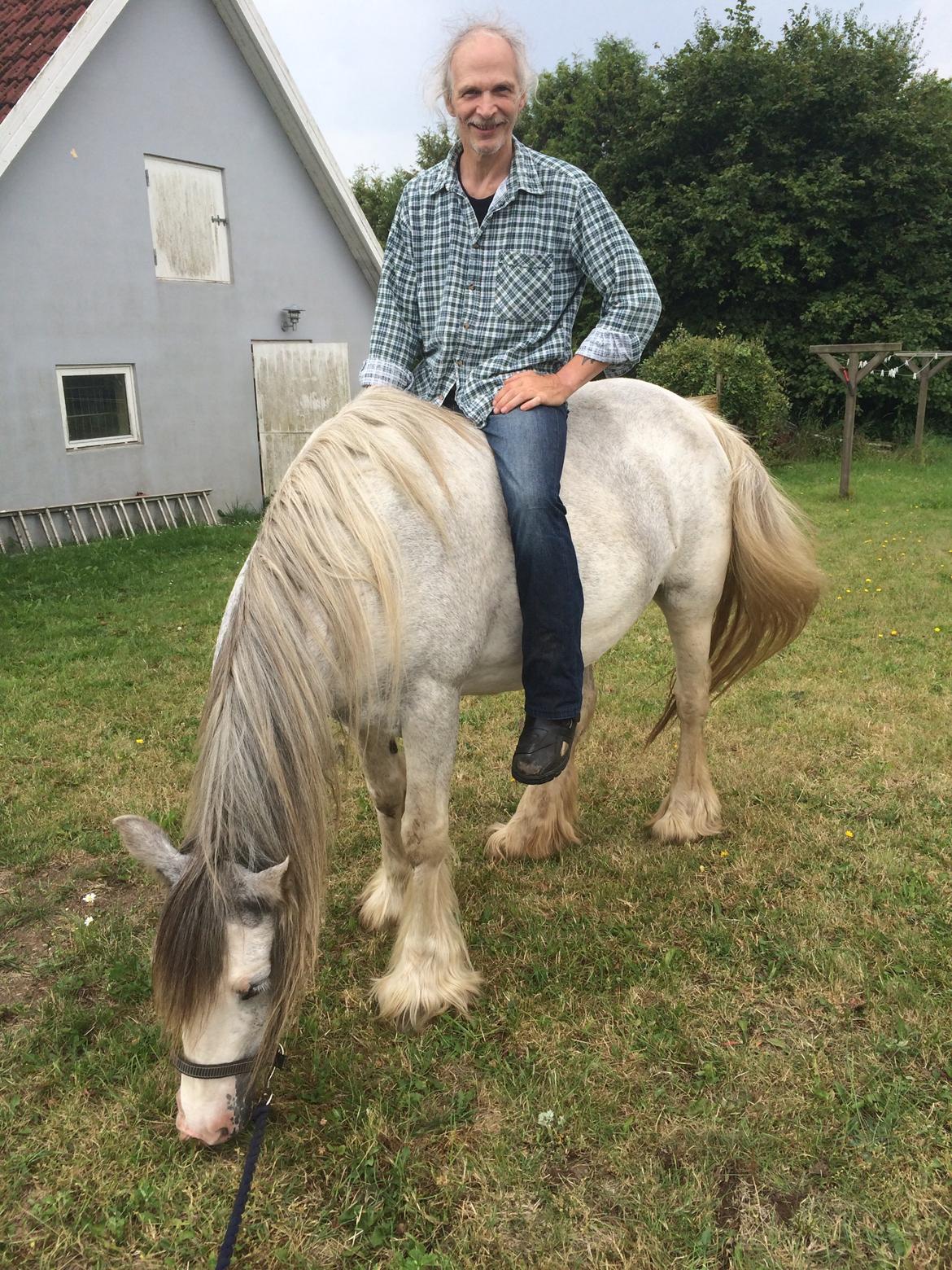 Irish Cob Rosaria billede 5