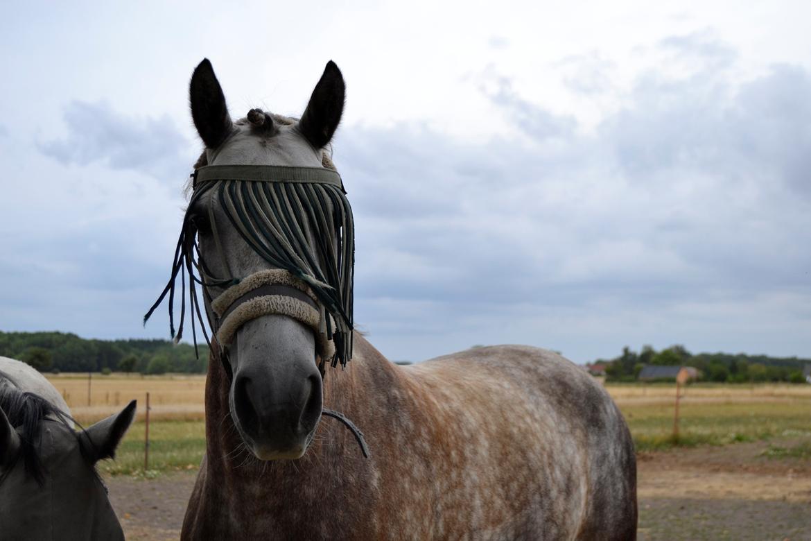 Connemara Klintly's macong billede 13