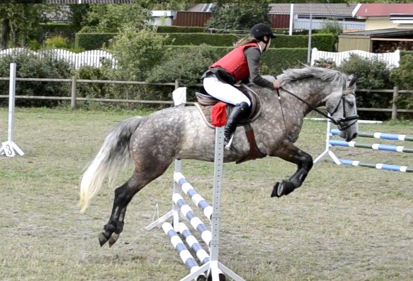Connemara Klintly's macong - Grå's første LD. billede 1