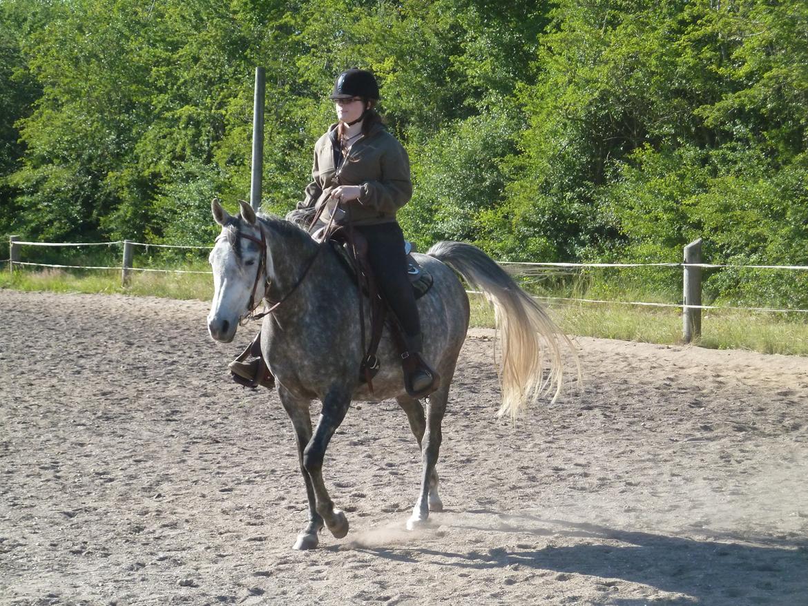 Arabisk fuldblod (OX) Eówyn billede 10