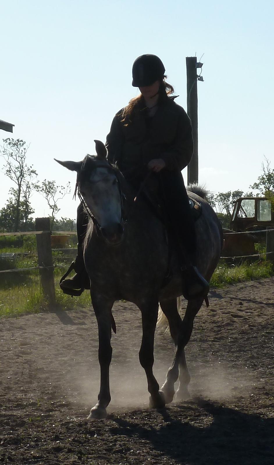 Arabisk fuldblod (OX) Eówyn billede 14