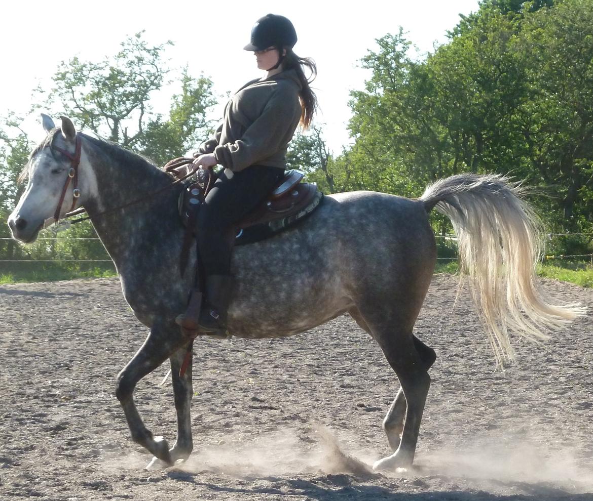 Arabisk fuldblod (OX) Eówyn billede 16