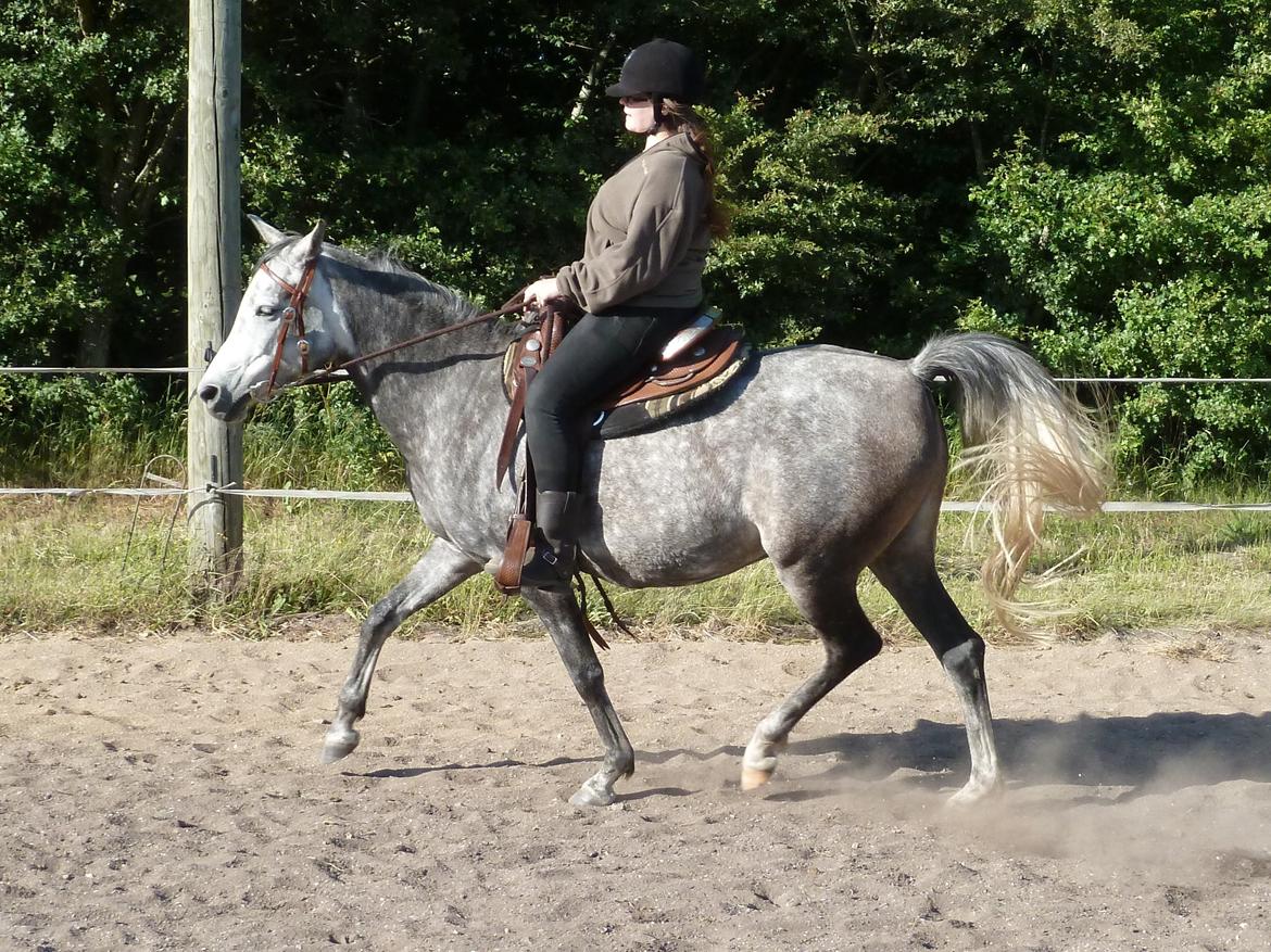 Arabisk fuldblod (OX) Eówyn billede 18