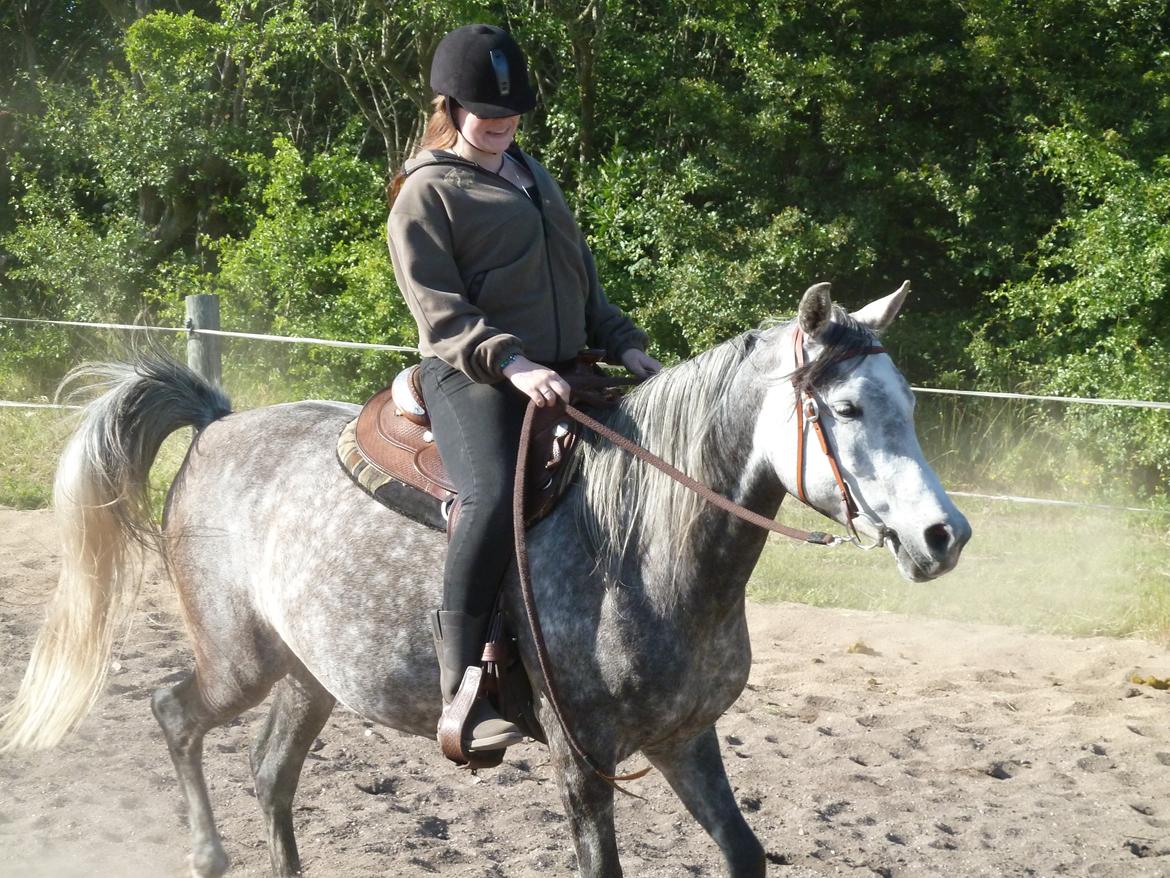 Arabisk fuldblod (OX) Eówyn billede 19