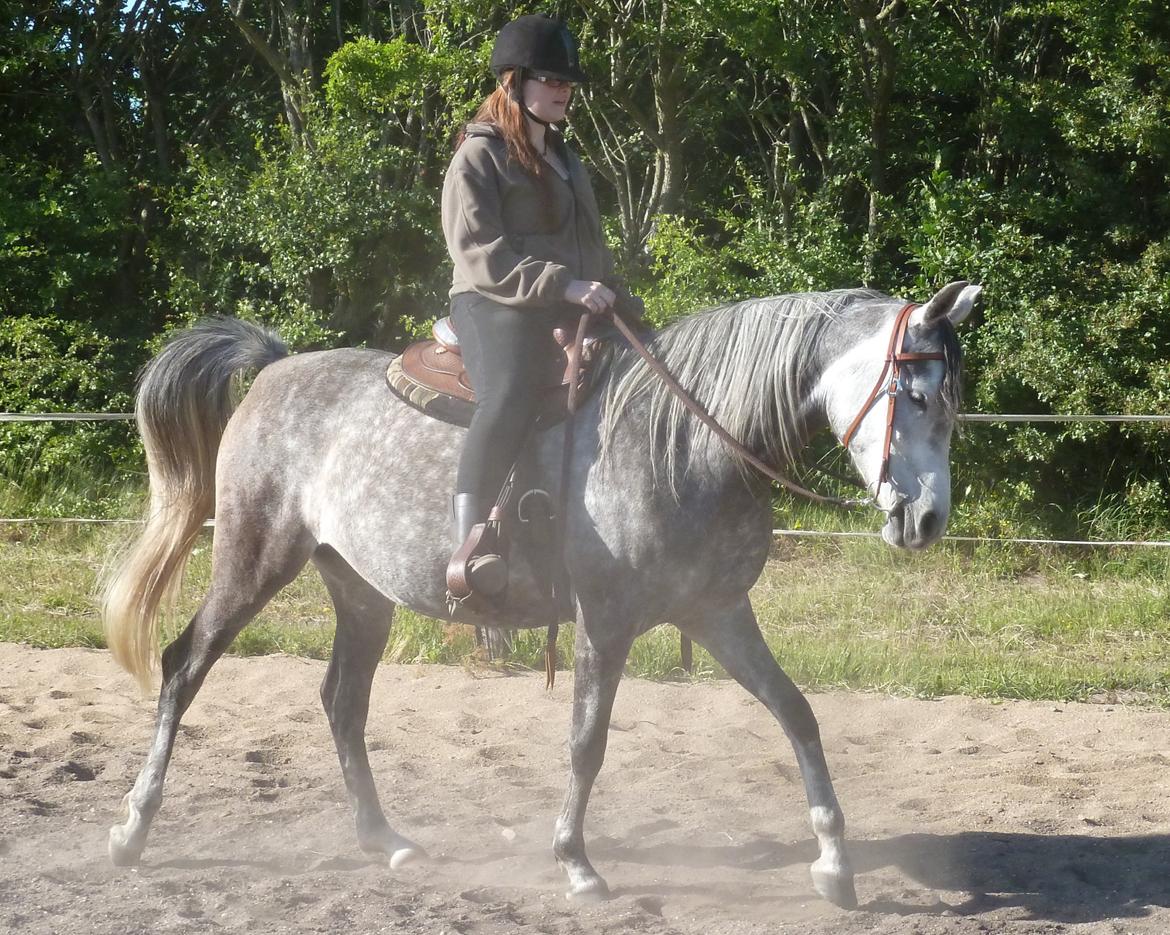 Arabisk fuldblod (OX) Eówyn billede 12