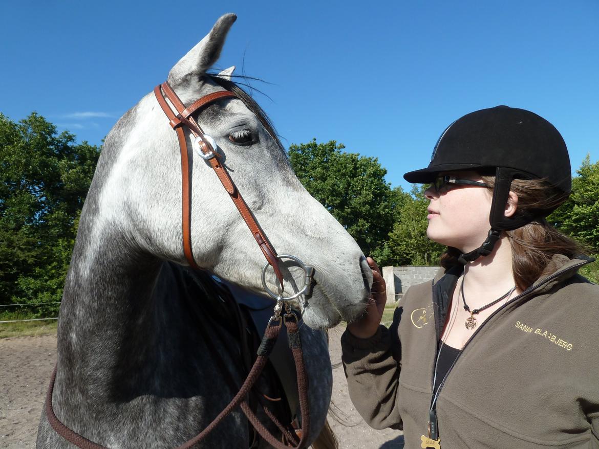 Arabisk fuldblod (OX) Eówyn billede 20