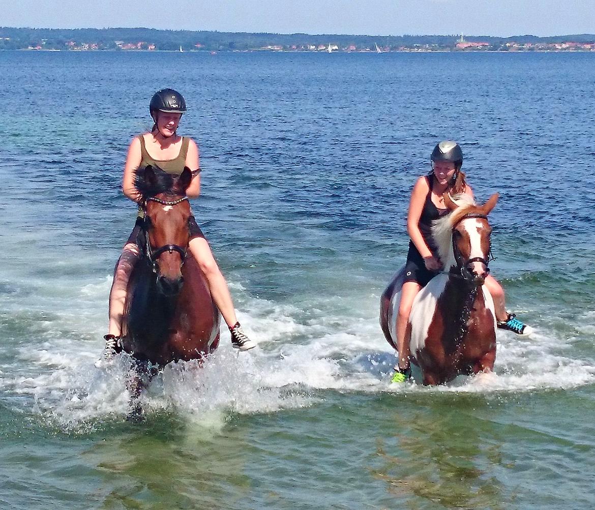 Hollandsk Varmblod W. catsburg billede 10