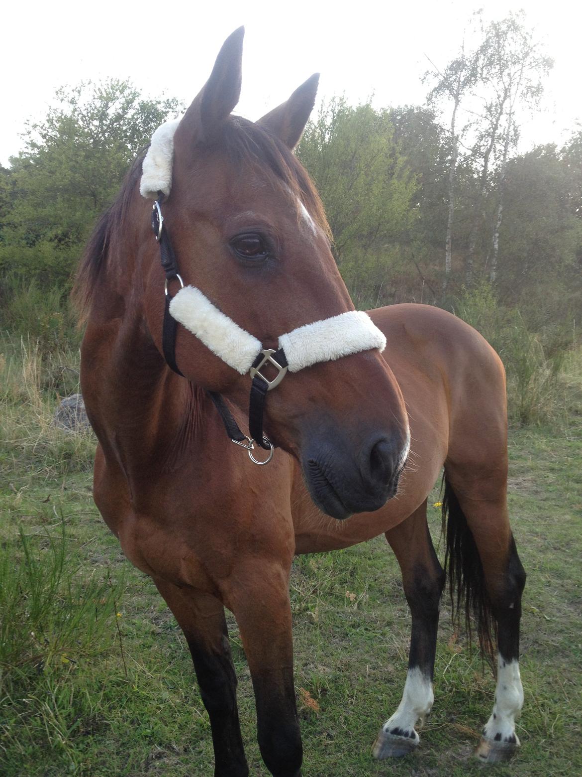 Traver Texaz kaldes texi <3 billede 17