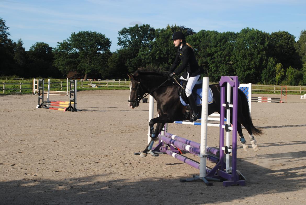 New Forest Southforks Athos - Første springstævne 50 cm 15.08.14 billede 14