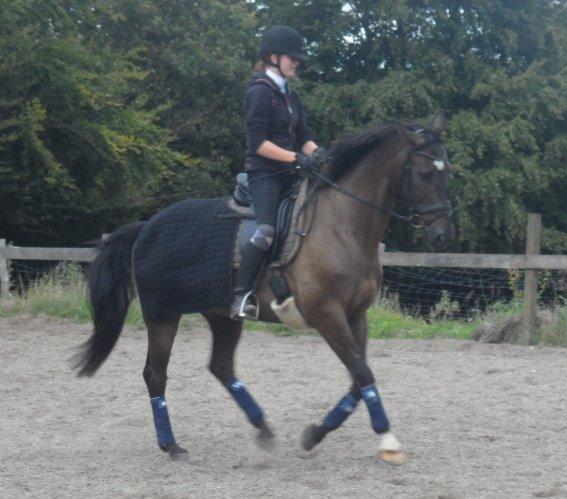 Dansk Varmblod Caruso (SOLGT)  - sidste træning :/ billede 12